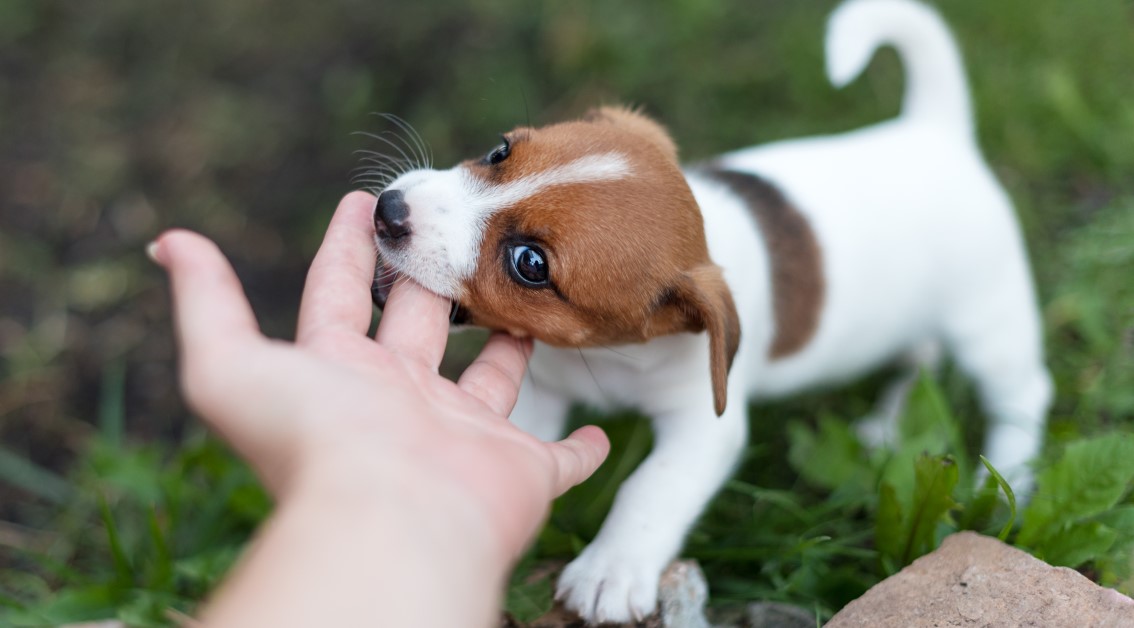 How to Stop Mouthing, Nipping and Biting in Puppies
